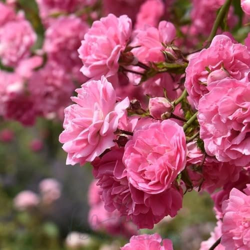 Peter Beales Roses UK Minnehaha Rambling Rose, Deep Pink Blooms, 450 cm Height, Shade Tolerant