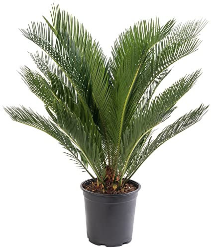 Sago Palm Large Indoor House Plant Real Evergreen Cycas Revoluta Tall Big Exotic Rare Plants (60-70cm (Incl. Pot))