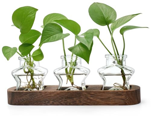 XXXFLOWER Plant Propagation Stations Terrarium Plant Gifts For Women Plant Cutting Holder Star Glass Flower Vase for Centerpieces Gardening Gift for Mum Anniversaries Birthdays Home Wedding Decor