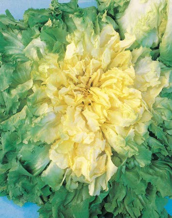 INDIVIA SCAROLA FULL HEART NR.1000 SEMI