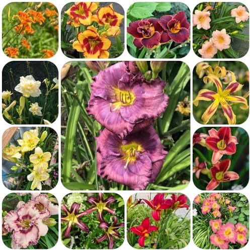 Semi di daylily, Hemerocallis fulva, decorazione del giardino per esterno perenni resistenti agli emerocallidi, fiordaliso, 350pcs