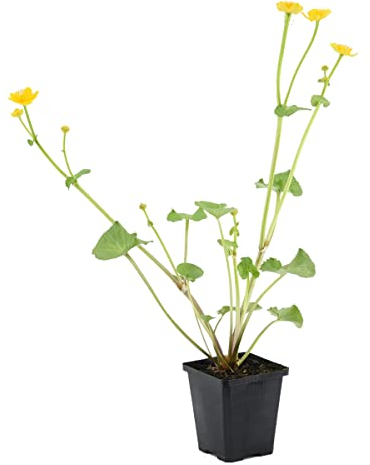 Bloomique - Caltha Palustris - Populage des marais - Plantes de bassin - Rustique - Hauteur 15-25 cm - Pot 9 cm