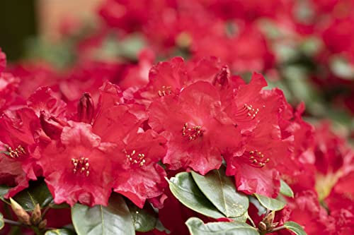 Rhododendron williamsianum 'Tromba' 40-50 cm - Rhododendron, rosa Blüten, Blütezeit April-Mai, ideal für Halbschatten, immergrün, winterhart