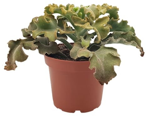 Fangblatt - Kalanchoe beharensis 'Maltese Cross' - exotische Sukkulente im Ø 12cm Topf - pflegeleichte Zimmerpflanze