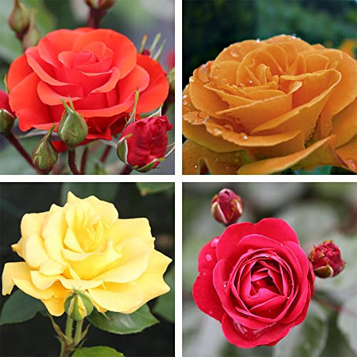 Rose Plants ‘Precious Collection’ Floribunda Bush Rosa Fragrant Scarlet Orange Apricot Yellow Blooms Hardy Shrub 4 Varieties Easy to Grow Your Own Flowers 4X Bare Root Plants by Thompson and Morgan