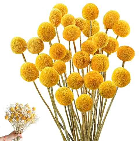 HIULLEN 43 cm Billy Bolas Flores Secas, 36 Piezas Craspedia Globes Decoración, Flores Secas Amarillas, Planta Natural Seca para DIY Arreglos Florales, Boda, Casa, Jarrón Alto