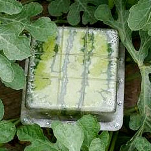 Moule de culture en forme de pastèque réutilisable, moule de croissance des fruits et légumes, moule transparent pour la citrouille (forme carrée, 15')