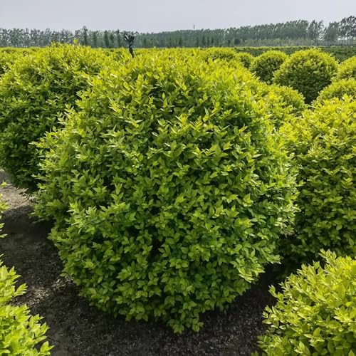 ligustro verdi, da appartamento ligustro resistenti per giardini rocciosi resistenti in vaso arbusti a crescita semi di tappezzanti da giardino in vaso 300semi
