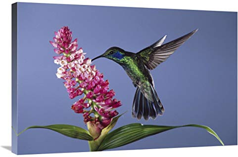 Global Gallery Green Violet-Ear Feeding, Pollinating epiphytic Orchid Flower, Cloud Forest Ecosystem, Costa Rica-Canvas Art-36x24