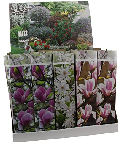 3 x Magnolien 30-40 cm 'Soulangeana', 'Susan' und 'Stellata' -Gartenpflanzen - Winterhart