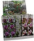 3 x Magnolien 30-40 cm 'Soulangeana', 'Susan' und 'Stellata' -Gartenpflanzen - Winterhart