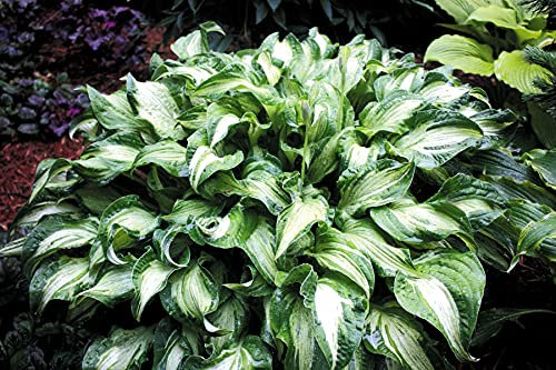 Hosta pflanze winterhart,hosta pflanze winterhart,a Pianta Perenne-1,3Bulbis