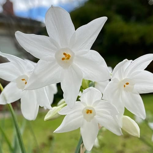 10bulbos de narcisos - primavera, narcisos, jardin decorativas, resistentes para