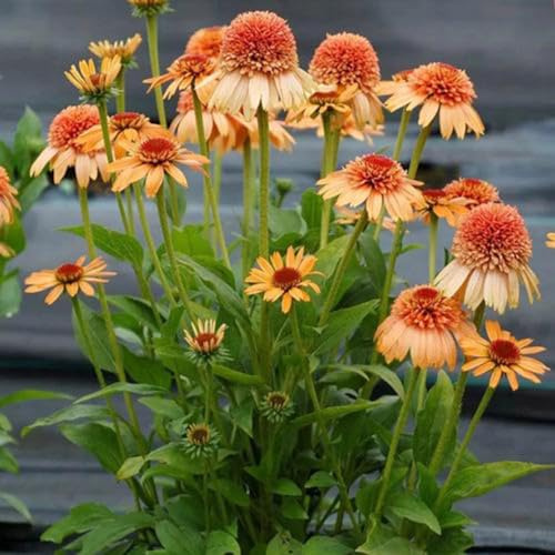 semi equinacea equinaceo primavera autunno resistenti foglie perenne selvatico ufficio, autunno, perenne 550pcs