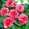 3 Pack of Double Pink Begonia Bulbs – Vibrant Pink Blooms – Perennial Variety for Exotic Cottages – Summer-Flowering Bulbs Perfect for a Gorgeous Garden – Specifically Grown for UK Climate