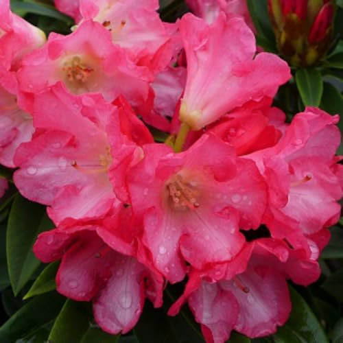 Rhododendron 'Surrey Heath' Exotic Yakushimanum Hybrid Rose Pink to Cream Blooms Compact Dwarf Evergreen Ideal for Acid Borders and Containers 2X 3 Litre Pots by Thompson and Morgan