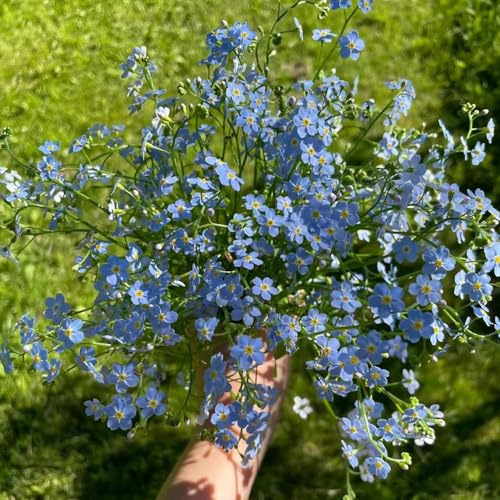 vergissmeinnicht - blumensamen mehrjährig winterhart hochbeete für garten gartenpflanzen pflanzensamen balkonblumen balkonpflanzen sommerblumen kübelpflanzen 100samen