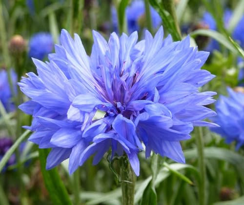 100 Centaurea cyanus Seeds - Centaurea Blue Cyanus Ball Seeds Blue Cornflower Corn Flower Planting Easy Grow - 100 Seeds