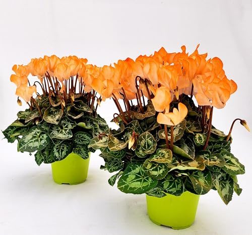 POWERS TO FLOWERS - CICLAMINO COLOR LIFE ARANCIONE, 5 PIANTE, VASO 12CM DIAMETRO, piante vere
