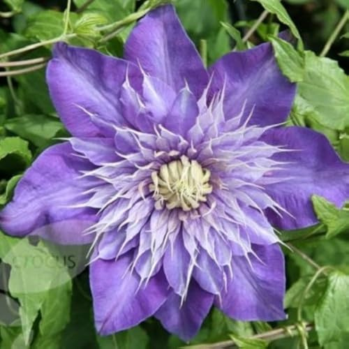 AMDGarden Pianta di Clematide Clematis Multi Blue Fiore Blu Rampicante Vaso 18cm