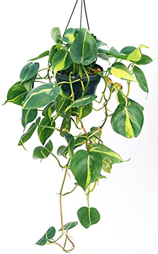 POWERS TO FLOWERS - SCANDENS BRASIL BASKET, pianta vera