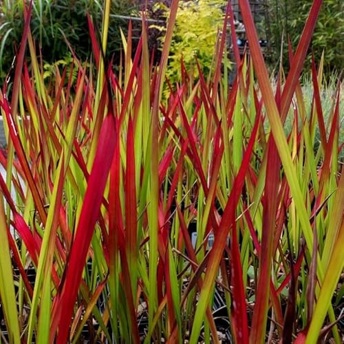 50 x Imperata Red Baron - Japanisches Blutgras in 9x9cm Topf - Ziergras (2,25 pro Stück)