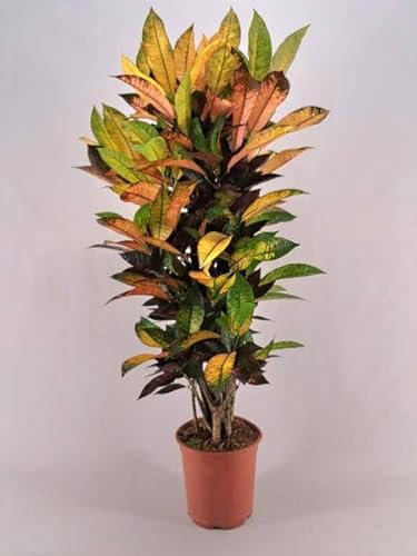 Croton Iceton - Arbusto milagroso (21 cm de diámetro, 120 cm)