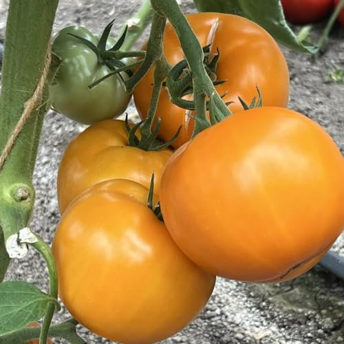 Tomato 'Lemonita' F1 - Large Yellow Beefsteak Variety for Sweet and Tangy Delights - High-Yielding Cordon/Indeterminate Growth - Perfect for Salads, Sandwiches - 1x Seed Packet by Thompson & Morgan