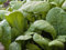 Graines de moutarde à feuilles larges de Floride Heritage Graines biologiques sans OGM Paquet de 100 graines