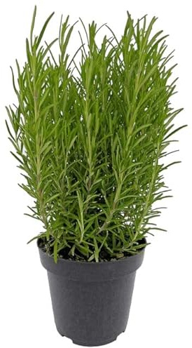 Romero - Salvia Rosmarinus - NATURAL - Planta de Uso Culinario