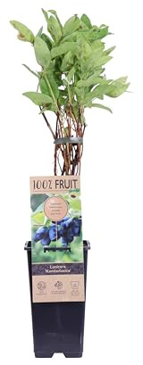 eGarden.store - Pianta vera di Mirtillo Siberiano Lonicera Kamtschatika - Altezza pianta: 30 cm Dimensione vaso: 15 cm - Arbusto rustico da frutto resistente al freddo facile da coltivare all'esterno