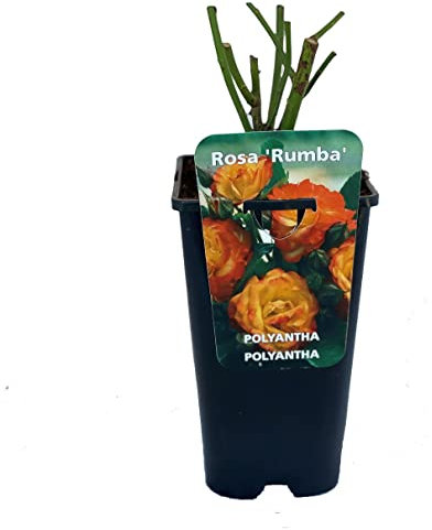 Rosier à fleurs groupées 'Rumba' - 3,5L Conteneur
