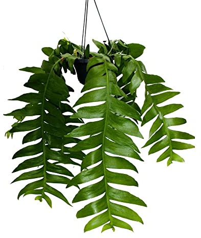 exotenherz Epiphyllum anguliger chrysocardium - Sägeblatt-Kaktus - 14cm Ampeltopf