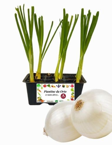 P. Piantine da Orto | Cipolla Bianca, Pianta da Orto o Balcone Pronta al Trapianto, Kit da 9 Piantine, Pianta Vera da Esterno, Vivaio Italiano