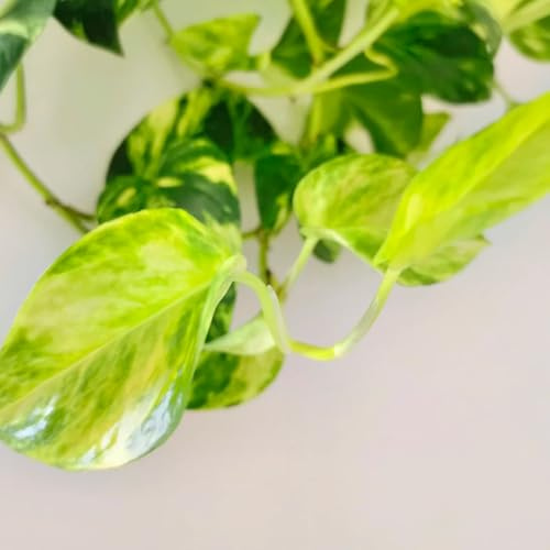 pothos resistenti per giardini rocciosi da giardino resistenti decorazioni autunnali per il soggiorno in vaso, da ombra giardino, viti, decorazioni giungla 400semi