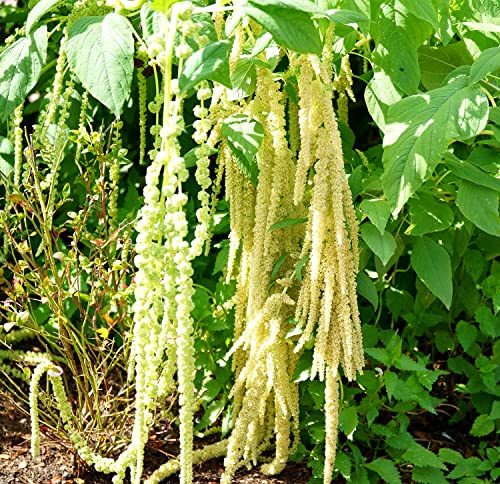 Grüner Garten-Fuchsschwanz – Amaranthus caudatus viridis – 2000 Samen | Amarant, Amaranth