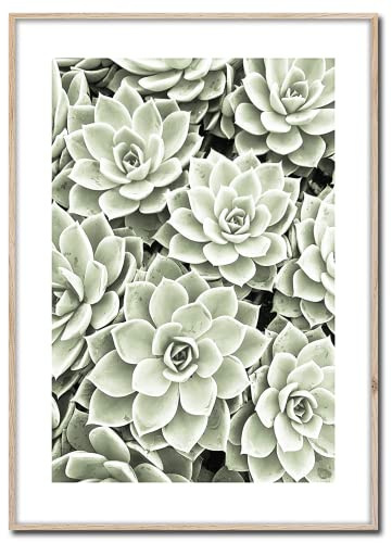 STYLER Bild Succulent 50 x 70 cm mit Holzrahmen – Botanisches Sukkulenten Wandbild – Minimalistische Pflanzen Fotokunst in Grün – Moderne Wanddeko