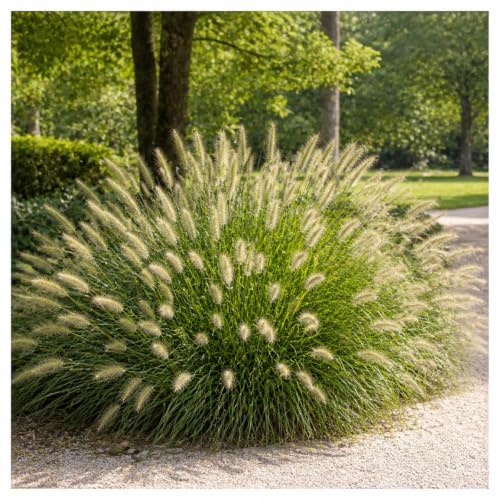 Stauden Gänge 3 x Pennisetum alopecuroides Lampenputzergras winterhart | Mittelhohes Ziergras für Sonne, Blüte August bis September, mehrjährig, 1 L Topf (11x11 cm)