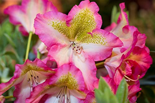 Rhododendron viscosum 'Quiet Thoughts' 40–50 cm – Winterhart, Mehrjährig, Pflegeleicht – Sumpf-Rhododendron – Zierstrauch für Garten & Beet
