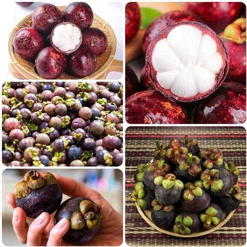 Semillas de mangostán, resistentes para balcones, Garcinia mangostana, Los enanos 50pcs