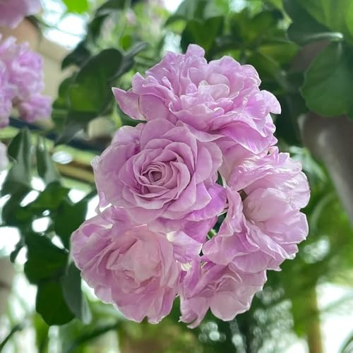geranien, gewächshaus balkon exotische zimmerpflanzen dekoration wohnzimmer blumensamen mehrjährig winterhart zimmerbonsai gartenpflanzen winterharte kübelpflanzen bodendecker stauden 10samen