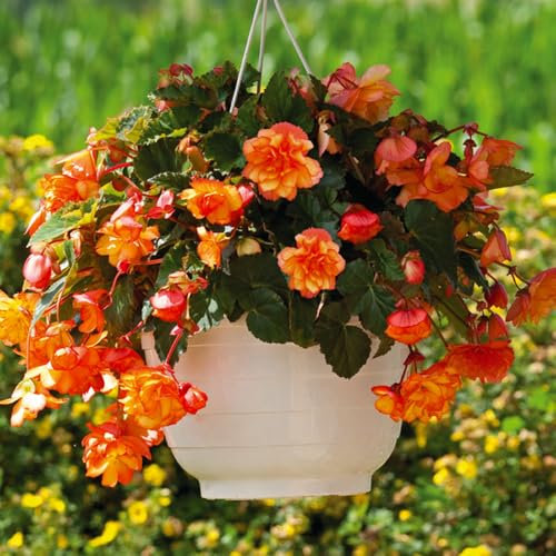 3 Begonia Picotee Yellow-Red Bulbs – Stunning Bicolour Double Blooms – Perfect for Hanging Baskets & Summer Gardens – Hardy Perennials for UK Climate