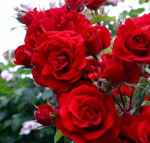Kletterrose Amadeus ® Containerrosen im großen 7,5 Liter Topf