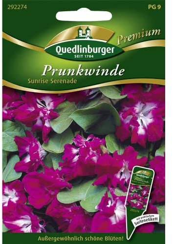 Prunkwinde, Sunrise Serenade