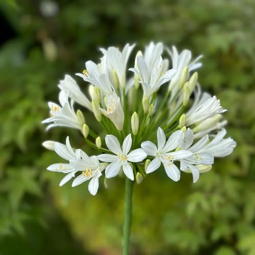 200 piezas Semillas resistentes de lirio africano Excelente para bonsái, patio, balcón, Agapanthus africano, Plantar semillas para plantar en interiores. Plantar semillas en el interior,