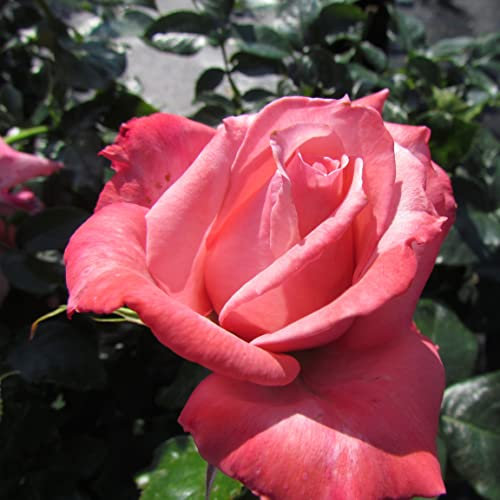 Victoria - 5.5lt Potted Hybrid Tea Garden Rose Bush - Large Deep Pink Fragrant Flowers, Repeat Flowering, The Perfect 'Victoria' Gift - Exclusive!