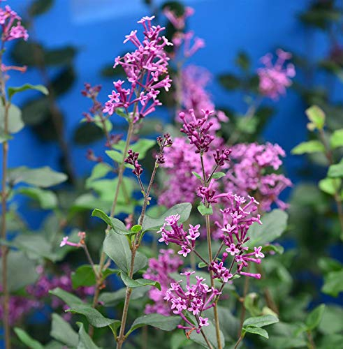 Edelflieder Bloomerang® Dark Purple 30-40cm - Syringa - lebende Gartenpflanze aus den Baumschulen