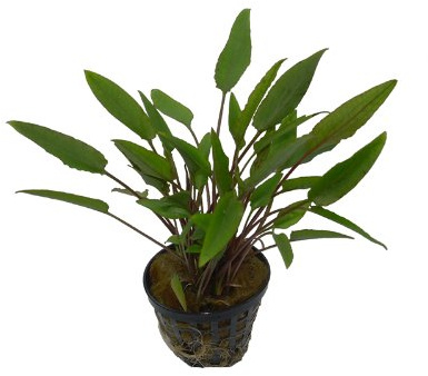 Cryptocoryne Walkeri - 1 Topf Wasserpflanzen, Aquarienpflanzen, Walkers Wasserkelch aus Asien