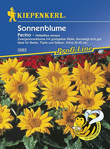 Kiepenkerl 3583 Sonnenblume Pacino (Sonnenblumensamen)