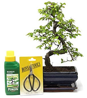 Chinese Elm Bonsai Tree Kit - 9 Year Old Bonsai Tree with Plant Feed & Scissors